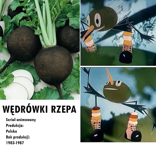 Wedrowki_Rzepa